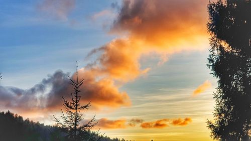 Low angle view of silhouette trees against sky during sunset