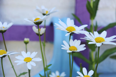 Close-up of white flowering plant