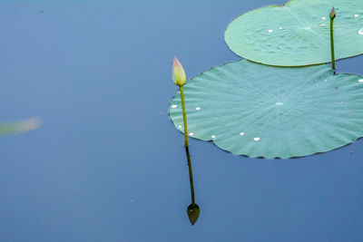 Close-up of lotus water lily in pond