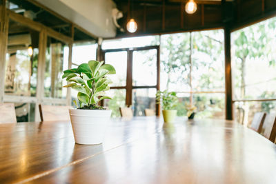 Potted plants on table by window