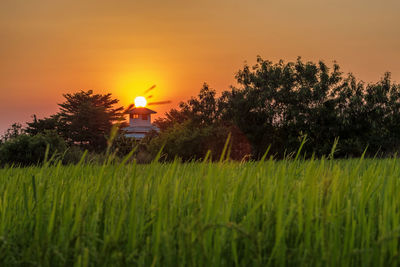 Crops growing on field against sky during sunset