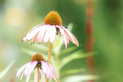 Close-up of pink flower