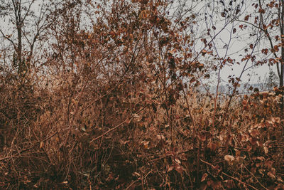 Plants growing on field in forest