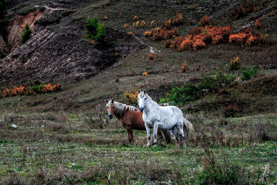 Horse standing in a field