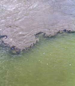 High angle view of turtle swimming in sea