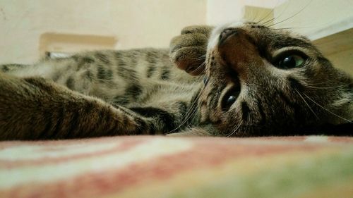 Close-up of cat lying down