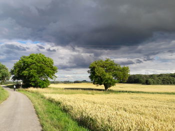 Trees on field against sky