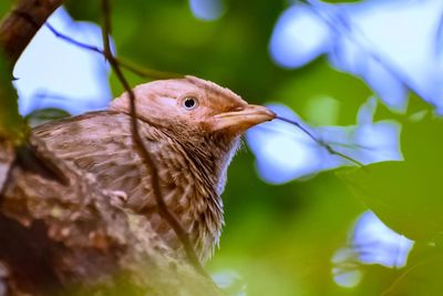 The jungle babbler