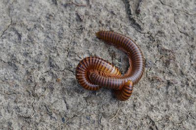 Close-up of two millipede on soil 