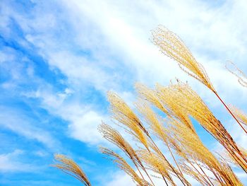 Low angle view of stalks against cloudy sky