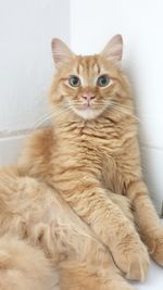 Portrait of cat sitting on floor