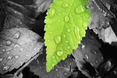Close-up of water drops on leaf