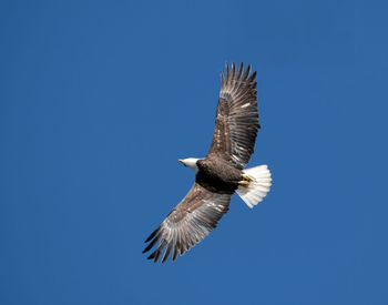 Low angle view of eagle flying against clear blue sky