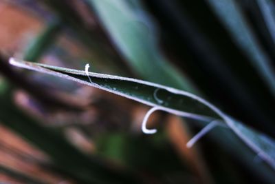 Close-up of wet plant