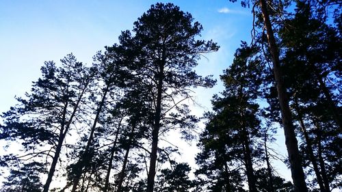 Low angle view of trees against sky