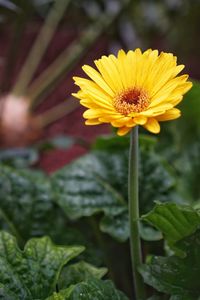 Close-up of yellow flower blooming outdoors