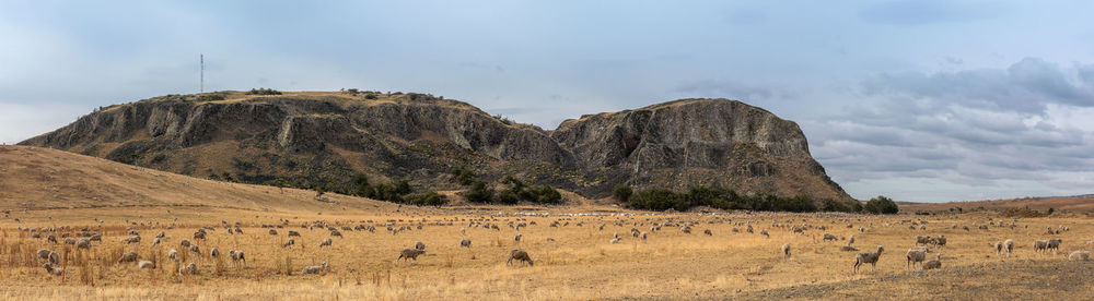 Panoramic view of animal on field against sky