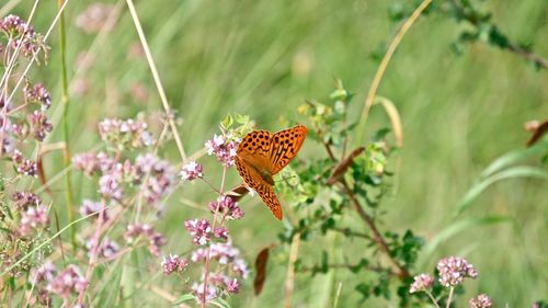 Butterfly pollinating on flower