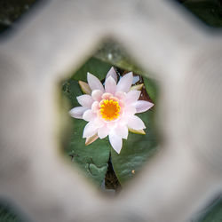 Close-up of white flower blooming outdoors