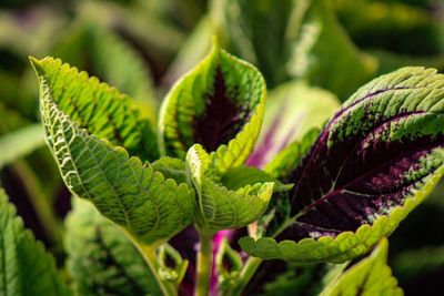 Close-up of green leaves