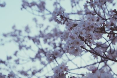 Low angle view of white flowers blooming on tree