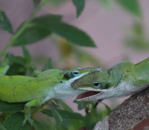 Close-up of lizard