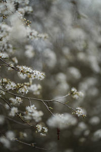 Close-up of white spring flowers