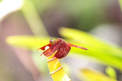 Close-up of insect on leaf, dragonfly.