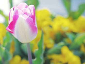 Close-up of pink tulip