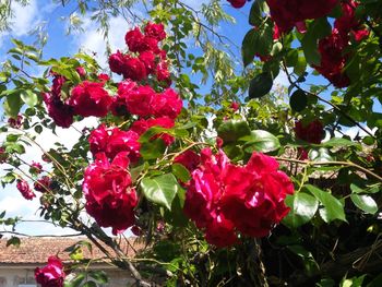 Low angle view of red flowers blooming on tree