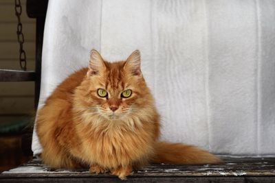 Portrait of cat sitting on floor