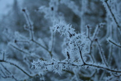 Close-up of frozen plant