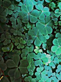 Full frame shot of leaves