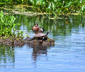 Ducks in a lake