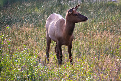 An elk looks off into the distance.