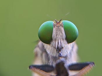 Close-up of fly