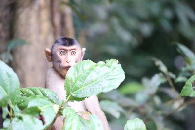 Long-tailed macaque, kinabatangan river, sabah, bornéo