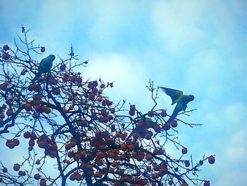 Low angle view of tree against blue sky