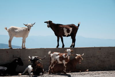 Cows standing against clear sky