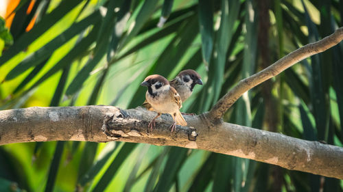 Low angle view of bird perching on branch