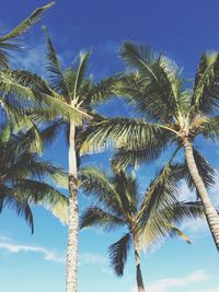 Low angle view of palm trees against blue sky