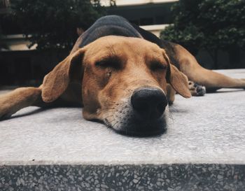 Close-up portrait of a dog