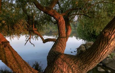 Reflection of trees in lake