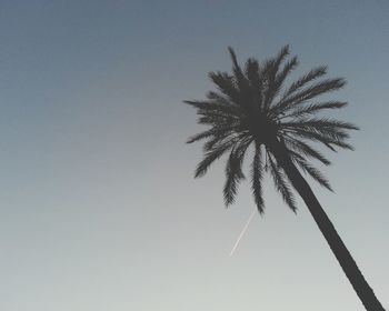 Low angle view of palm tree against clear sky