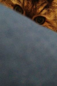 Close-up of cat