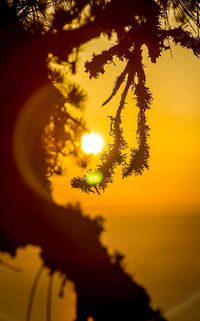 Close-up of silhouette plant against orange sky