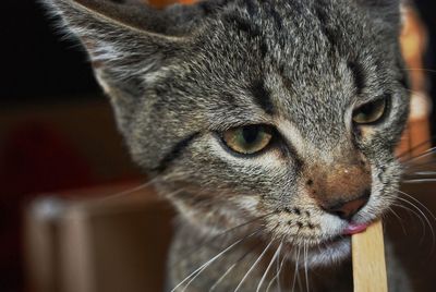 Close-up portrait of cat