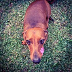 High angle portrait of a dog on field