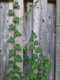 Directly above shot of ivy growing on wall