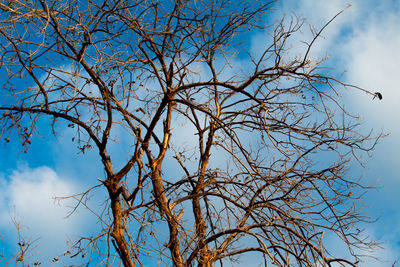 Low angle view of bare tree against sky